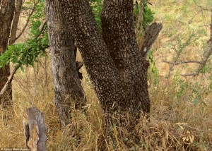 hidden+leopard