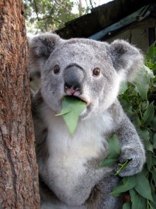 Koala étonné - Amazed Koala